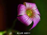 河北即悦文化传媒有限公司